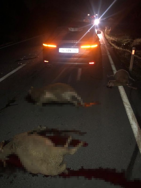 Silivri'de otomobil hayvan sürüsüne çarptı
