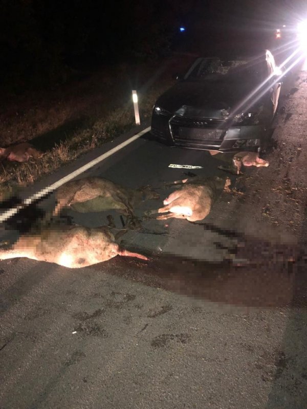 Silivri'de otomobil hayvan sürüsüne çarptı
